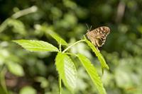 Cjp_2010_05_28_142245.jpg