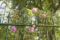 Cjp_2010_05_28_152111.jpg