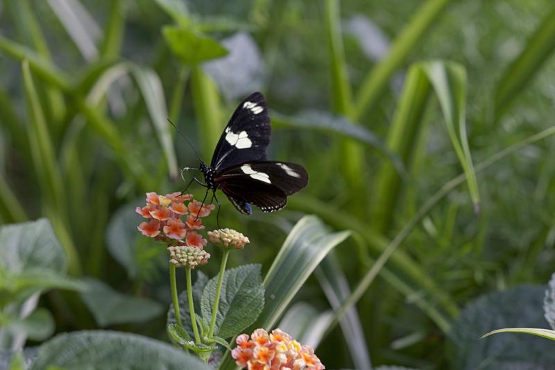 Cjp_2011_04_27_084159.jpg