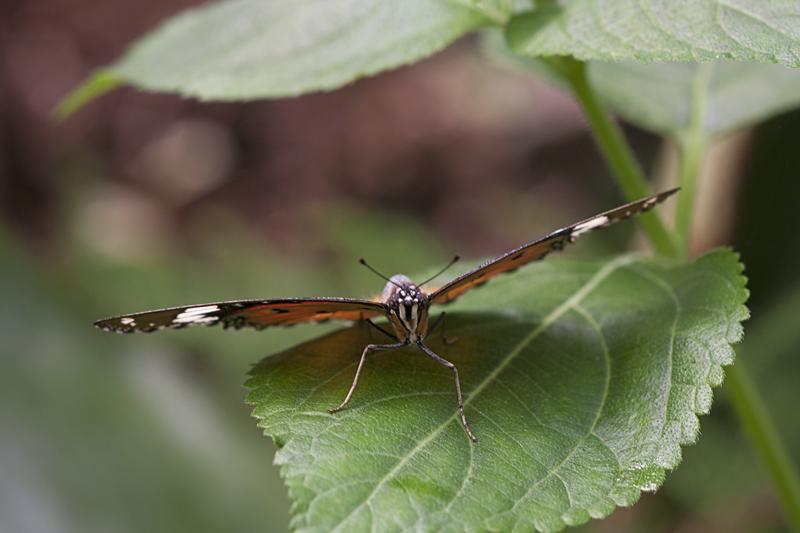 Cjp_2011_04_27_125914.jpg