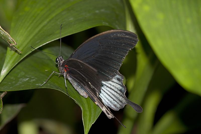 Cjp_2011_04_27_131258.jpg