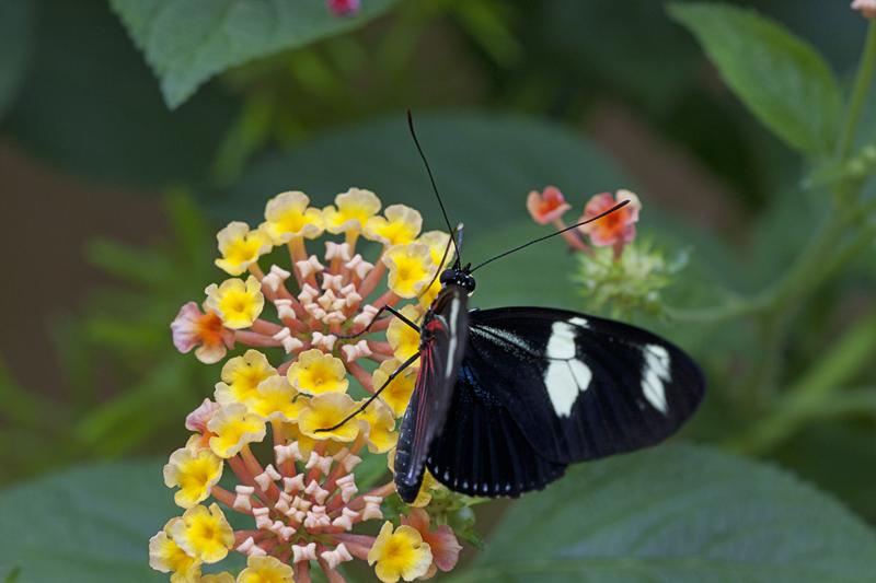 Cjp_2011_04_27_140321.jpg