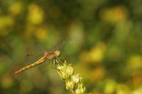 Cjp_2011_06_10_060530.jpg