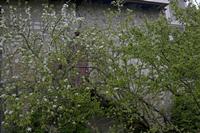 Cjp_2012_04_20_072448.jpg