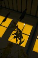 Cjp_2012_05_12_143958_1.jpg