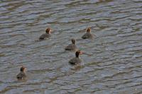 Cjp_2012_05_14_143636_2.jpg