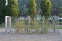 Cjp_2012_06_20_051904.jpg