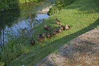 Cjp_2012_06_20_060244.jpg