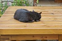 Cjp_2012_08_24_091818.jpg