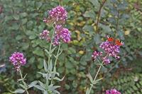 Cjp_2012_09_18_122112.jpg