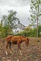 Cjp_2012_09_24_131304.jpg