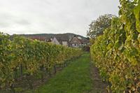 Cjp_2012_10_18_150746.jpg