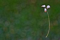 Cjp_2012_10_21_065442.jpg
