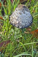 Cjp_2012_10_21_083746.jpg