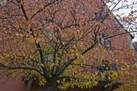 Cjp_2012_10_23_152250.jpg