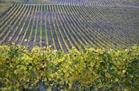 Cjp_2012_10_23_161448.jpg