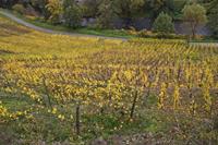 Cjp_2012_10_24_135700.jpg