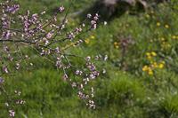 Cjp_2013_03_31_152234.jpg