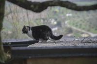 Cjp_2013_04_04_071352.jpg