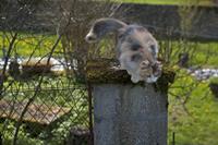 Cjp_2013_04_07_133950.jpg
