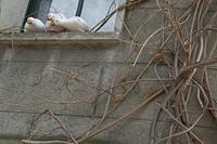 Cjp_2013_04_09_133840.jpg