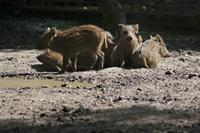 Cjp_2013_06_04_083006.jpg