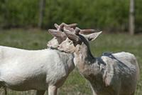 Cjp_2013_06_04_083318.jpg