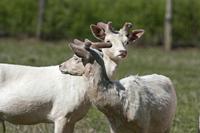Cjp_2013_06_04_083340.jpg