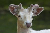 Cjp_2013_06_04_083522.jpg