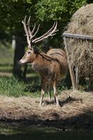Cjp_2013_06_04_084526.jpg
