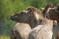 Cjp_2013_06_04_085932.jpg
