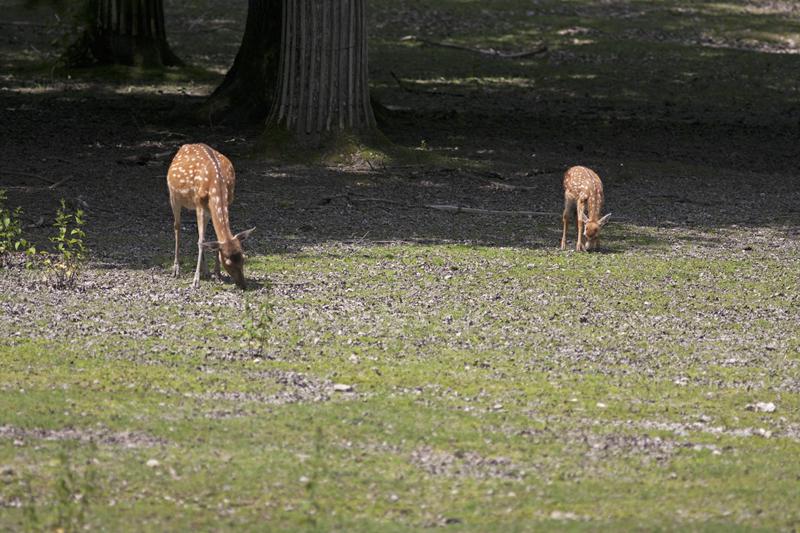 Cjp_2013_06_04_120234.jpg