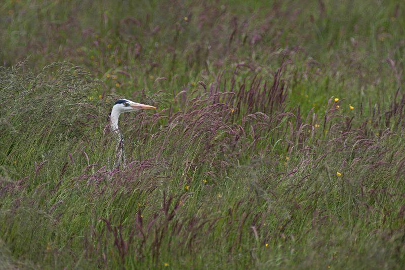Cjp_2013_06_04_143950.jpg
