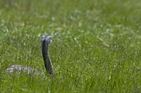 Cjp_2013_06_04_103926.jpg