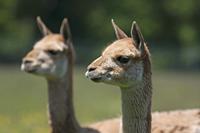 Cjp_2013_06_04_104706.jpg