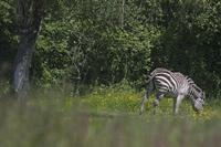 Cjp_2013_06_04_105954.jpg