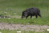 Cjp_2013_06_04_110552.jpg