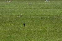 Cjp_2013_06_04_111412.jpg