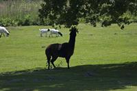 Cjp_2013_06_04_112748.jpg
