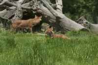 Cjp_2013_06_04_122956.jpg