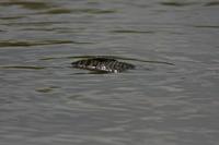 Cjp_2013_06_04_124442.jpg