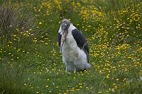 Cjp_2013_06_04_124556.jpg