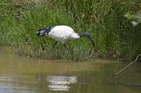 Cjp_2013_06_04_124622.jpg