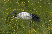 Cjp_2013_06_04_124702.jpg
