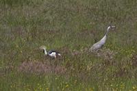 Cjp_2013_06_04_125100.jpg