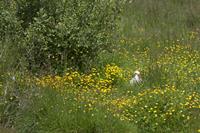 Cjp_2013_06_04_125104.jpg