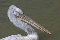Cjp_2013_06_04_125256.jpg