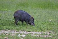 Cjp_2013_06_04_131704.jpg