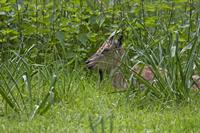 Cjp_2013_06_04_133118.jpg