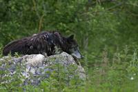 Cjp_2013_06_04_135828.jpg